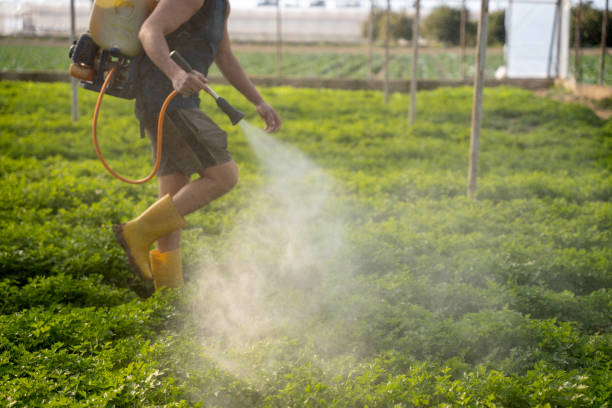 Best Affordable Pest Control Services  in Steele, MO